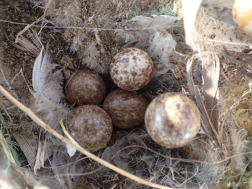 Verlassenes Feldsperling Gelege mit 5 Eiern
